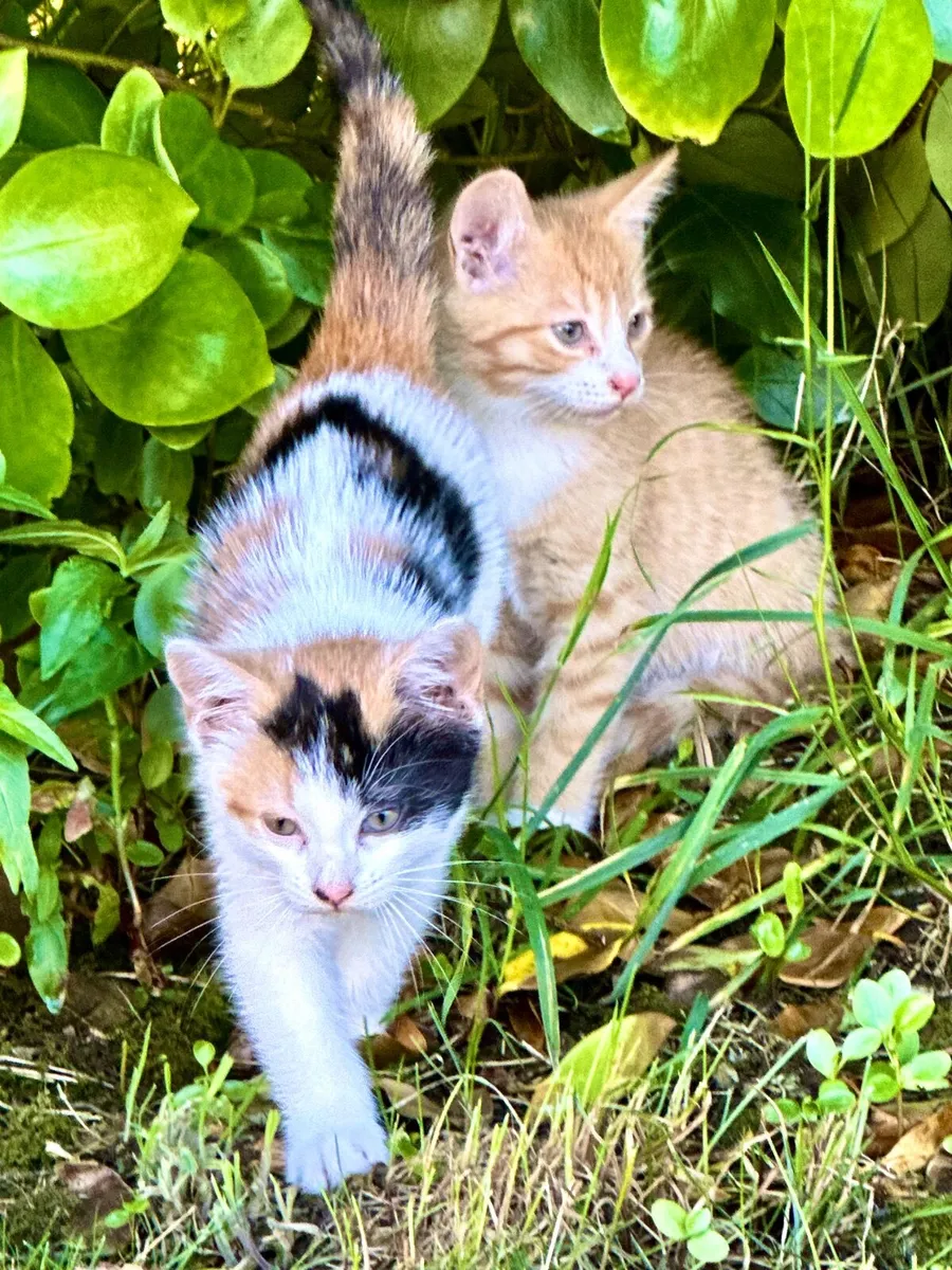 Kittens - Image 3