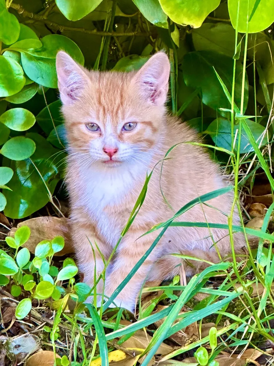 Kittens - Image 1