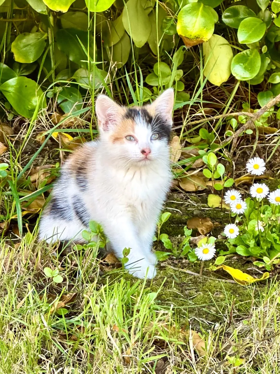 Kittens - Image 4