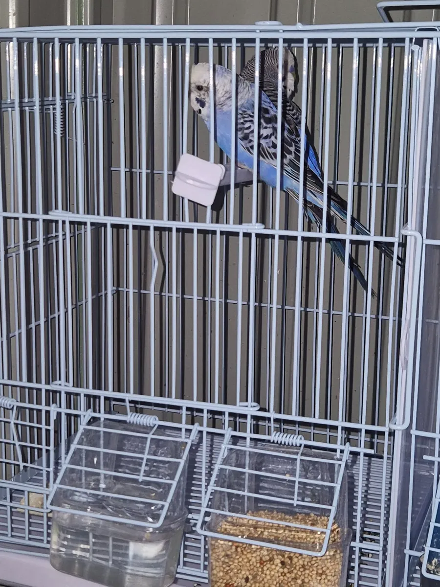 Birds - Image 1