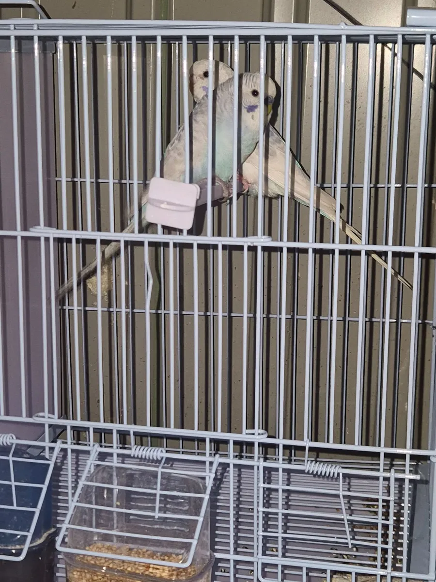 Birds - Image 2