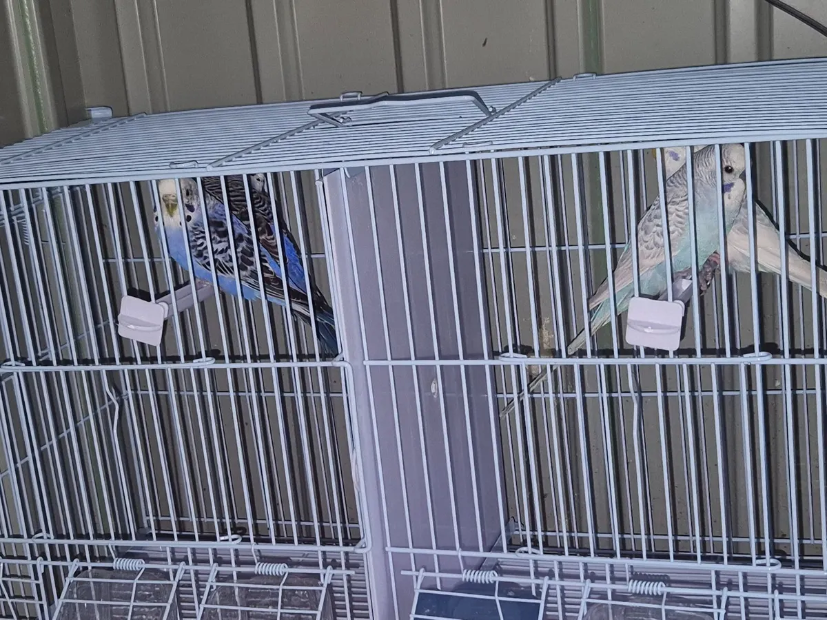 Birds - Image 3