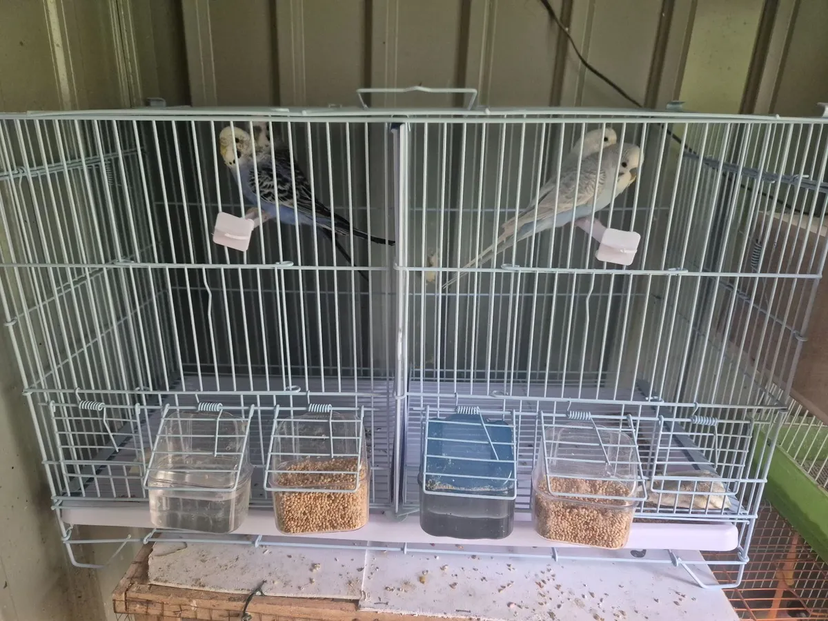 Birds - Image 4