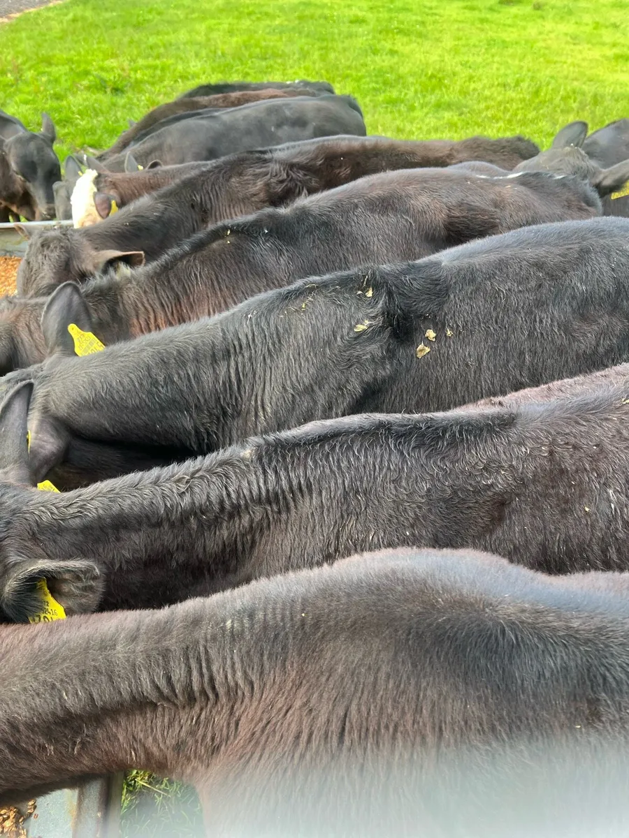 AA bull runners for sale - Image 2