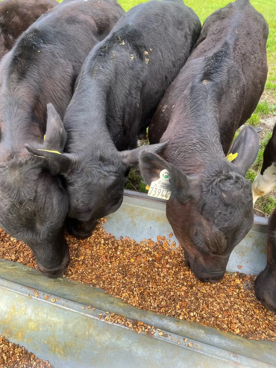 AA bull runners for sale - Image 3
