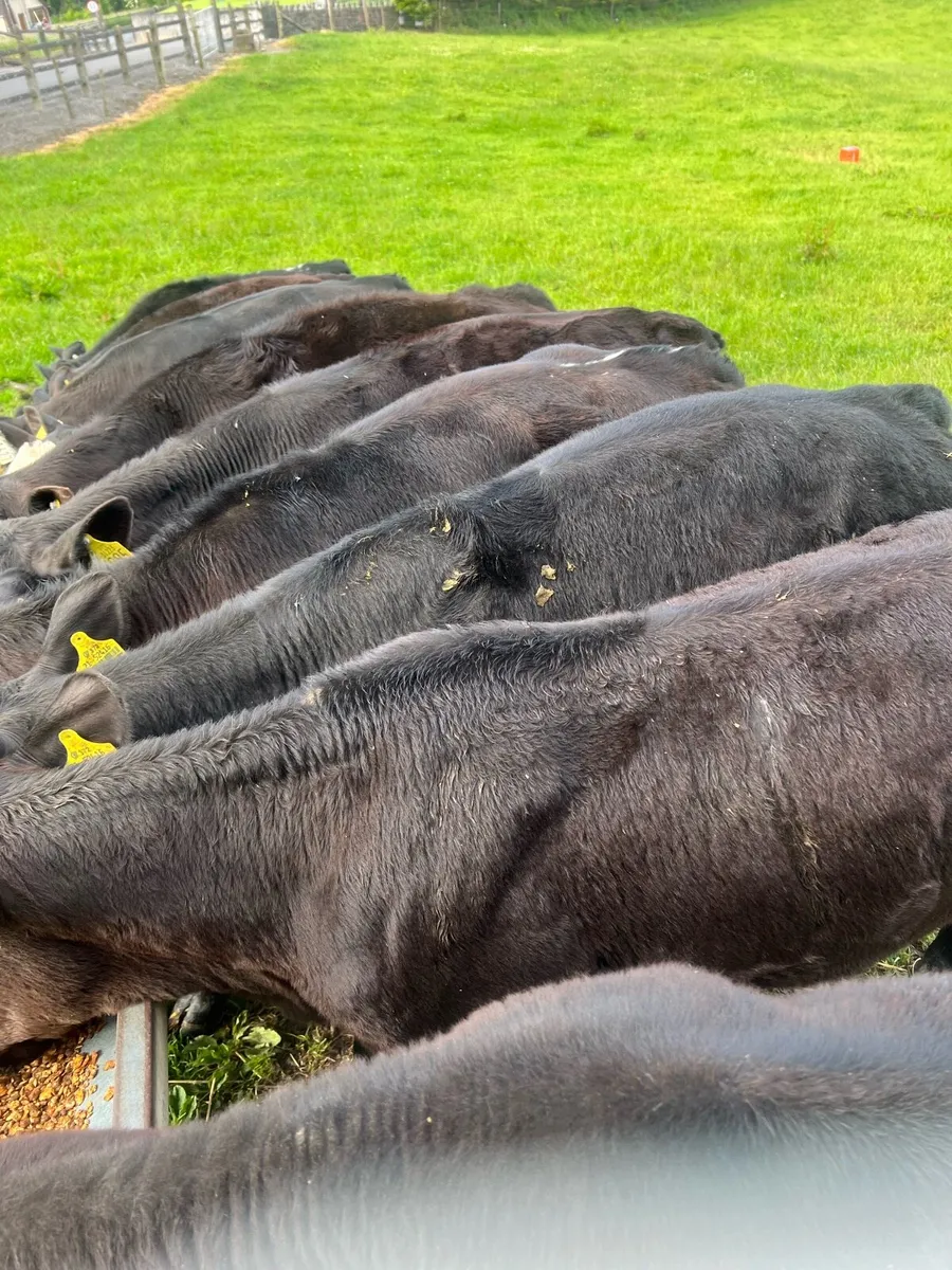 AA bull runners for sale - Image 1