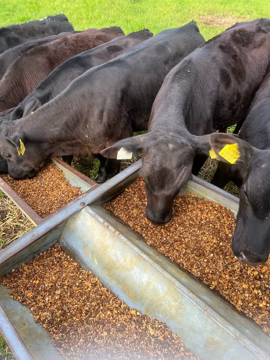 AA bull runners for sale - Image 4