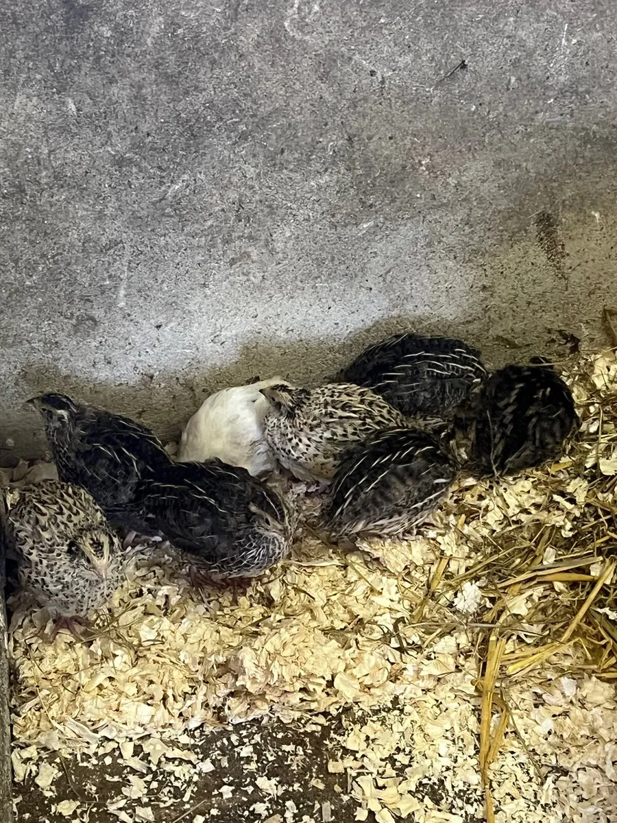 Call ducks - Image 2