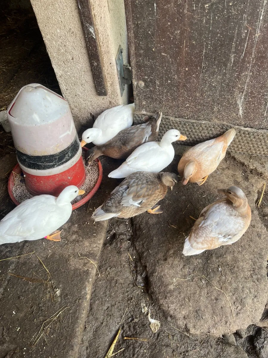 Call ducks - Image 4