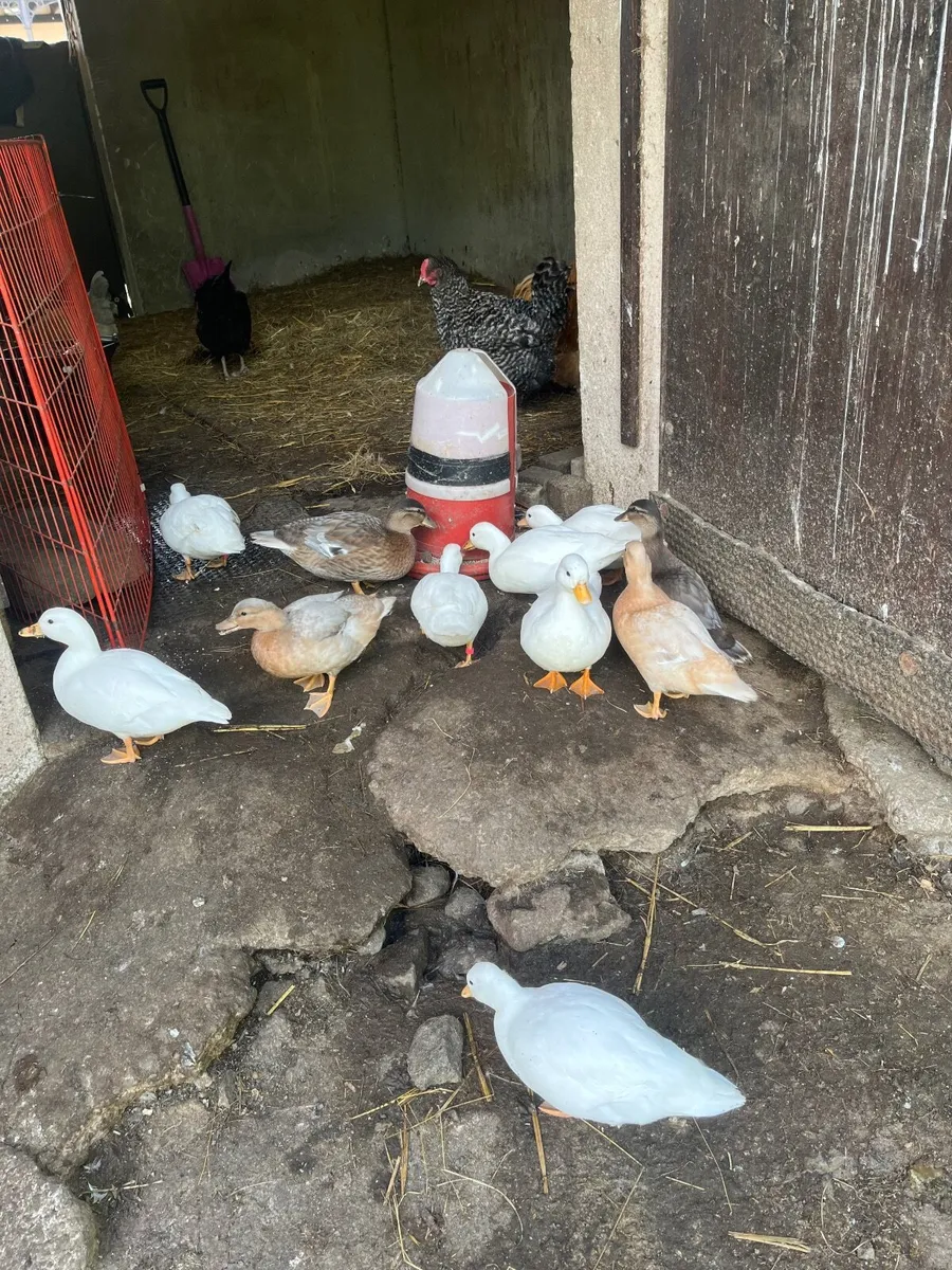 Call ducks - Image 3