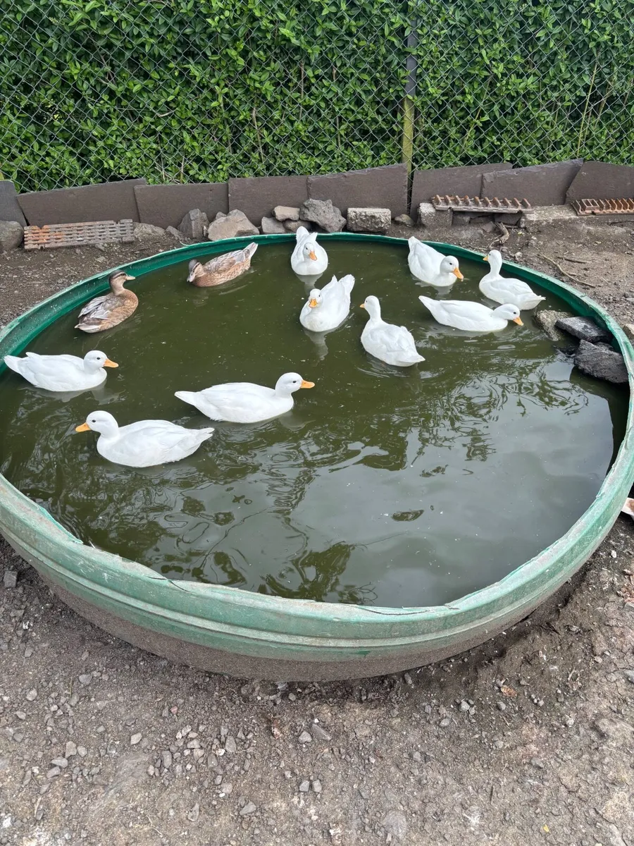 Call ducks - Image 1