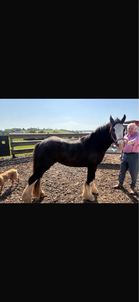 Driving cob - Image 2