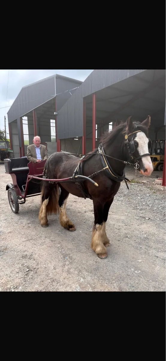 Driving cob - Image 4