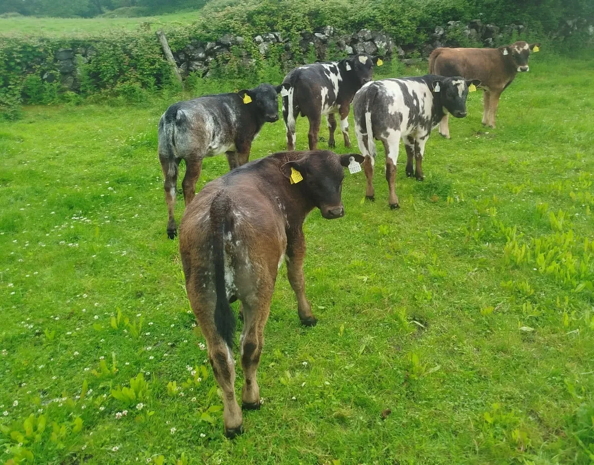 Reared organic calves - Image 1