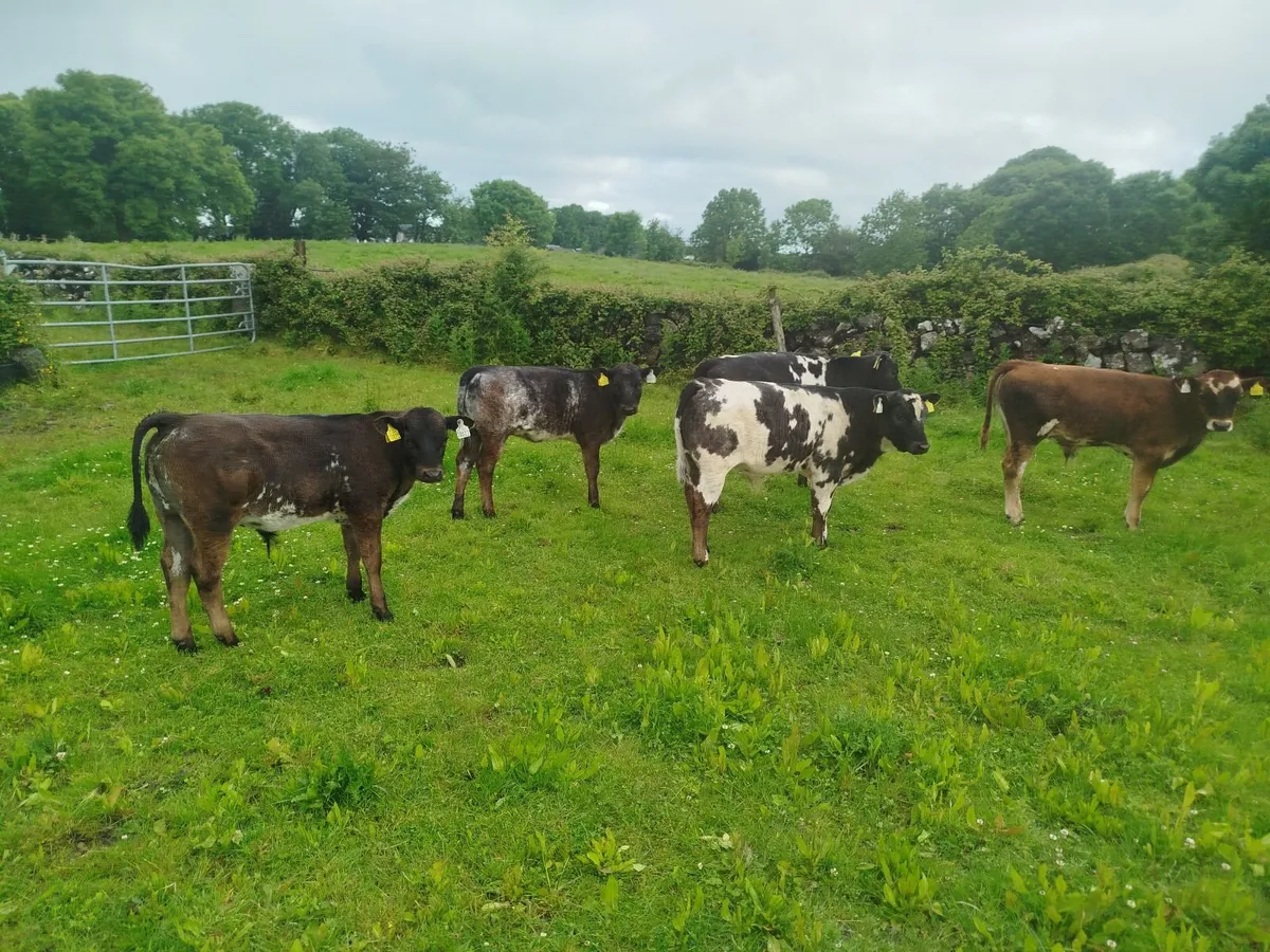 Reared organic calves - Image 2