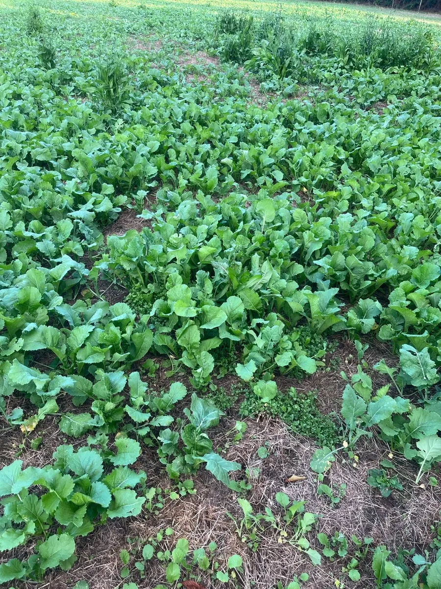 Grass seed & cover crop mixes - Image 2