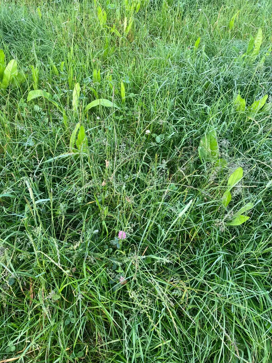 Grass seed & cover crop mixes - Image 4