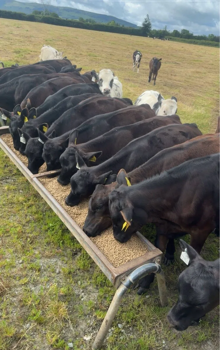 January calves - Image 2