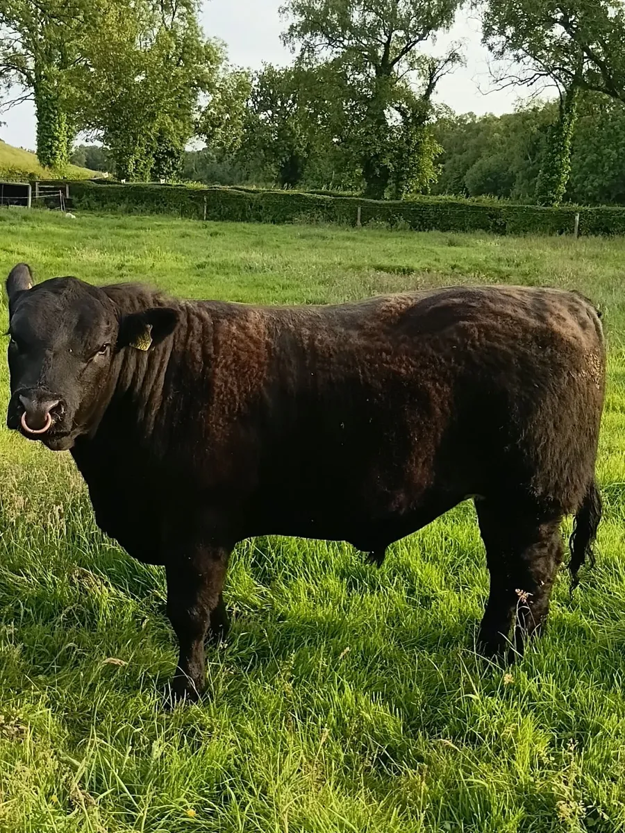 AngusBull - Image 1
