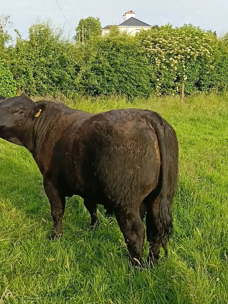 AngusBull - Image 2