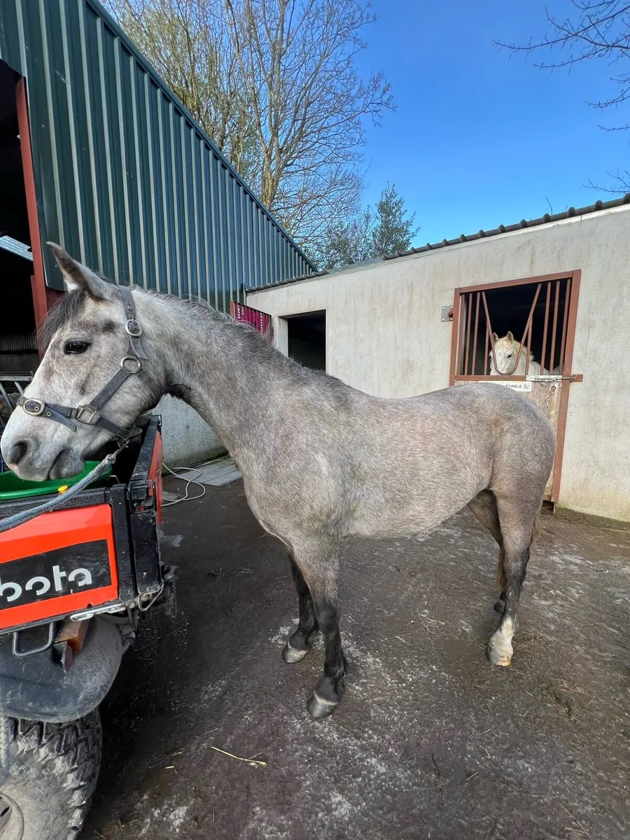 4yo Connemara mare - Image 1