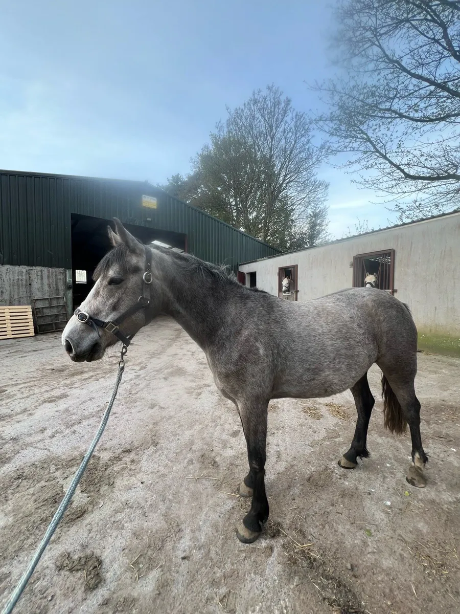 4yo Connemara mare - Image 2