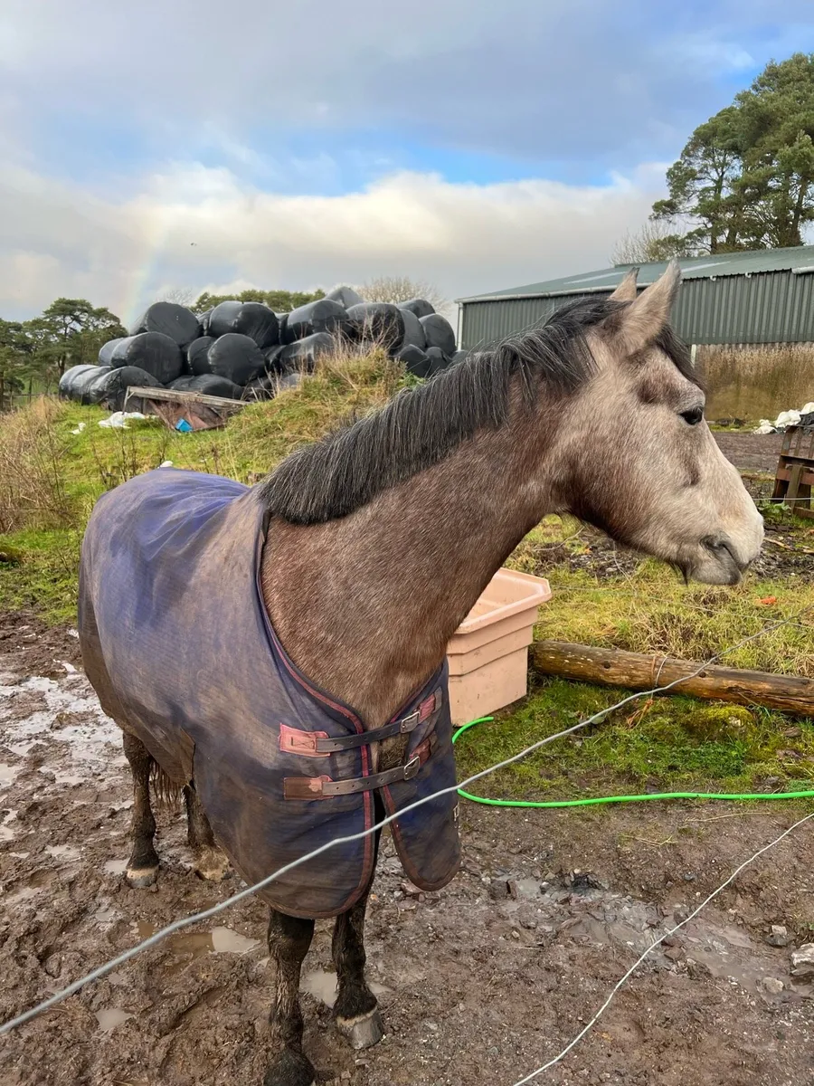 4yo Connemara mare - Image 3
