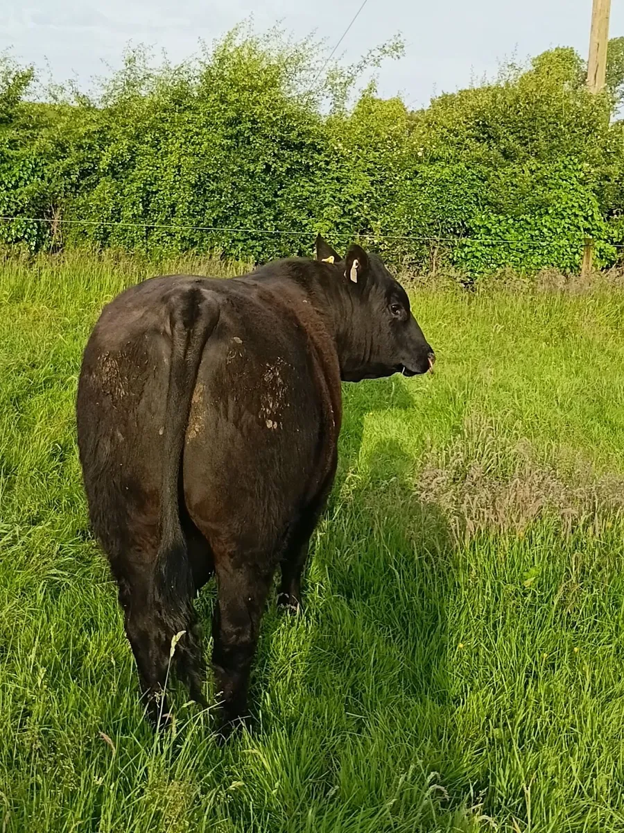 AngusBull - Image 3