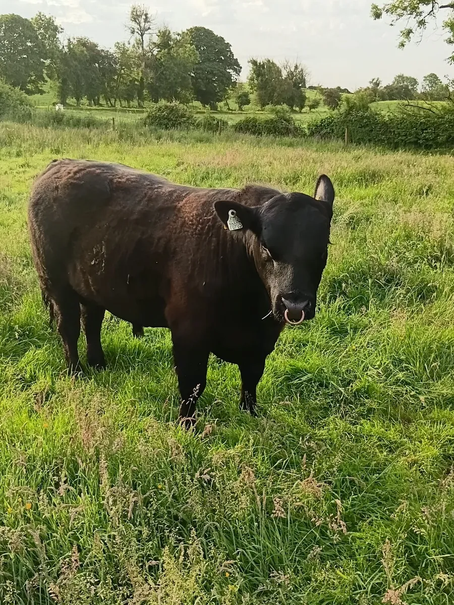 AngusBull - Image 4