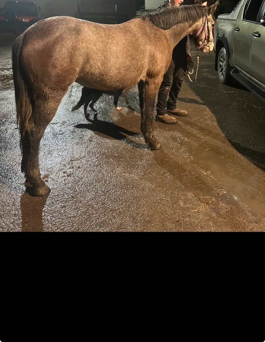 4yo Connemara mare - Image 4
