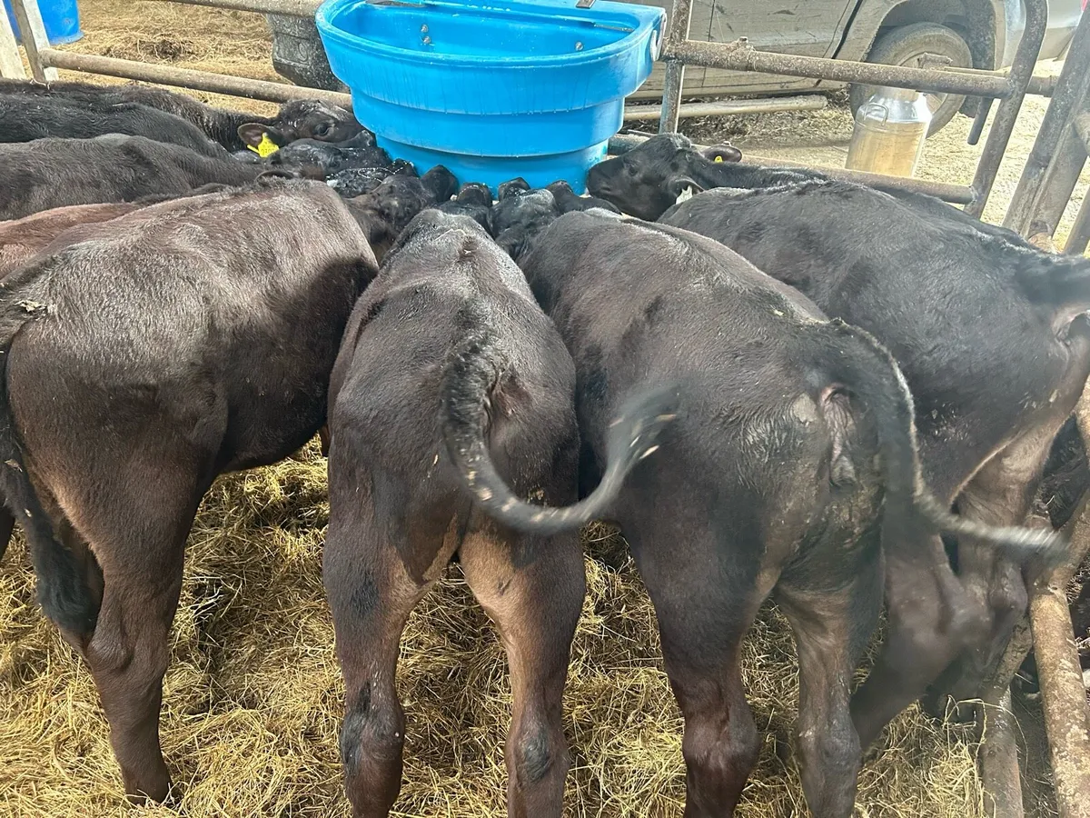 39 Angus Calves for Sale - Image 2