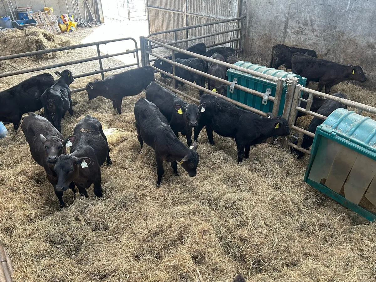 39 Angus Calves for Sale - Image 1