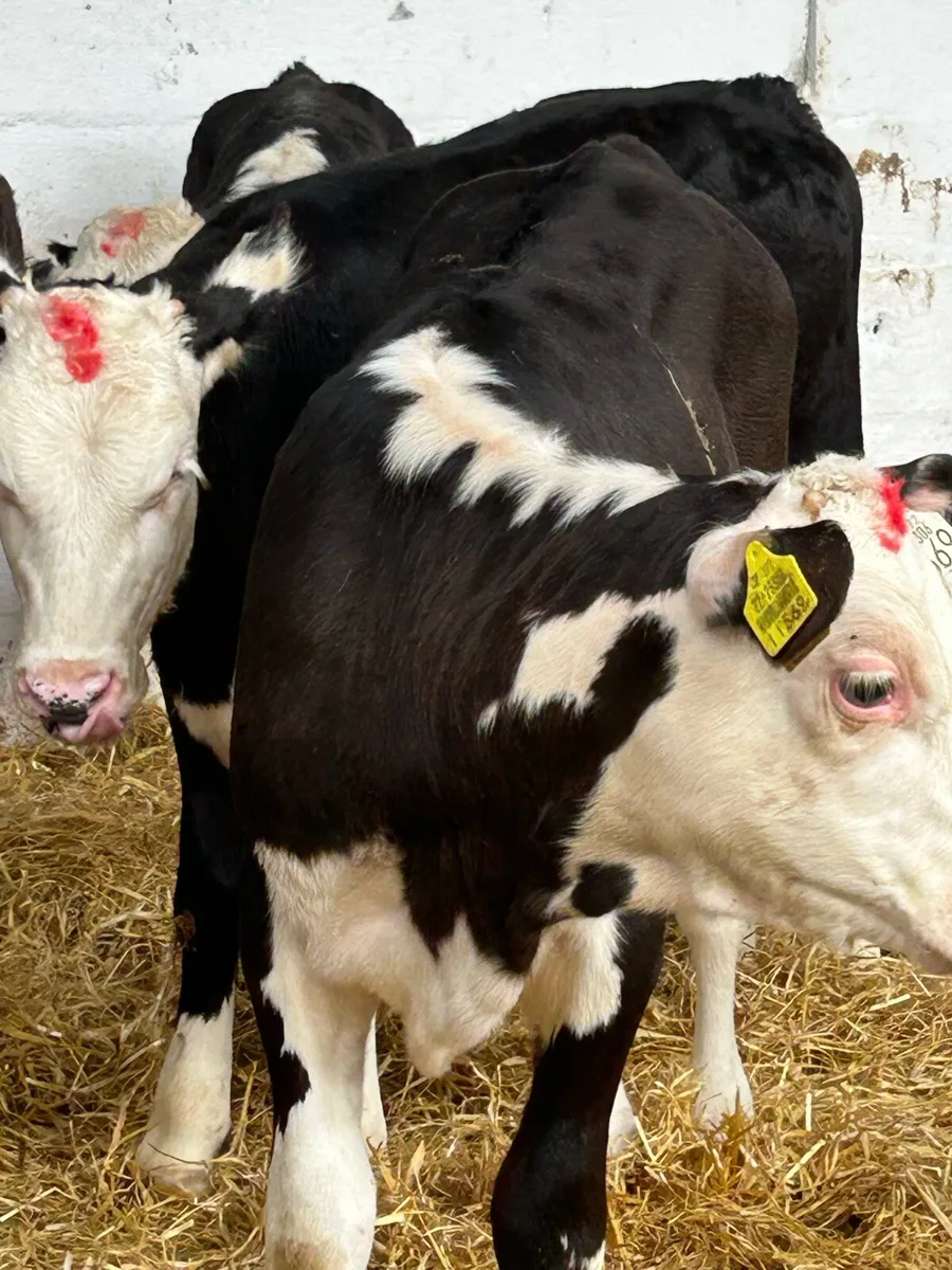6 EXCEPTIONAL QUALITY HEREFORD HEIFER RUNNERS - Image 1