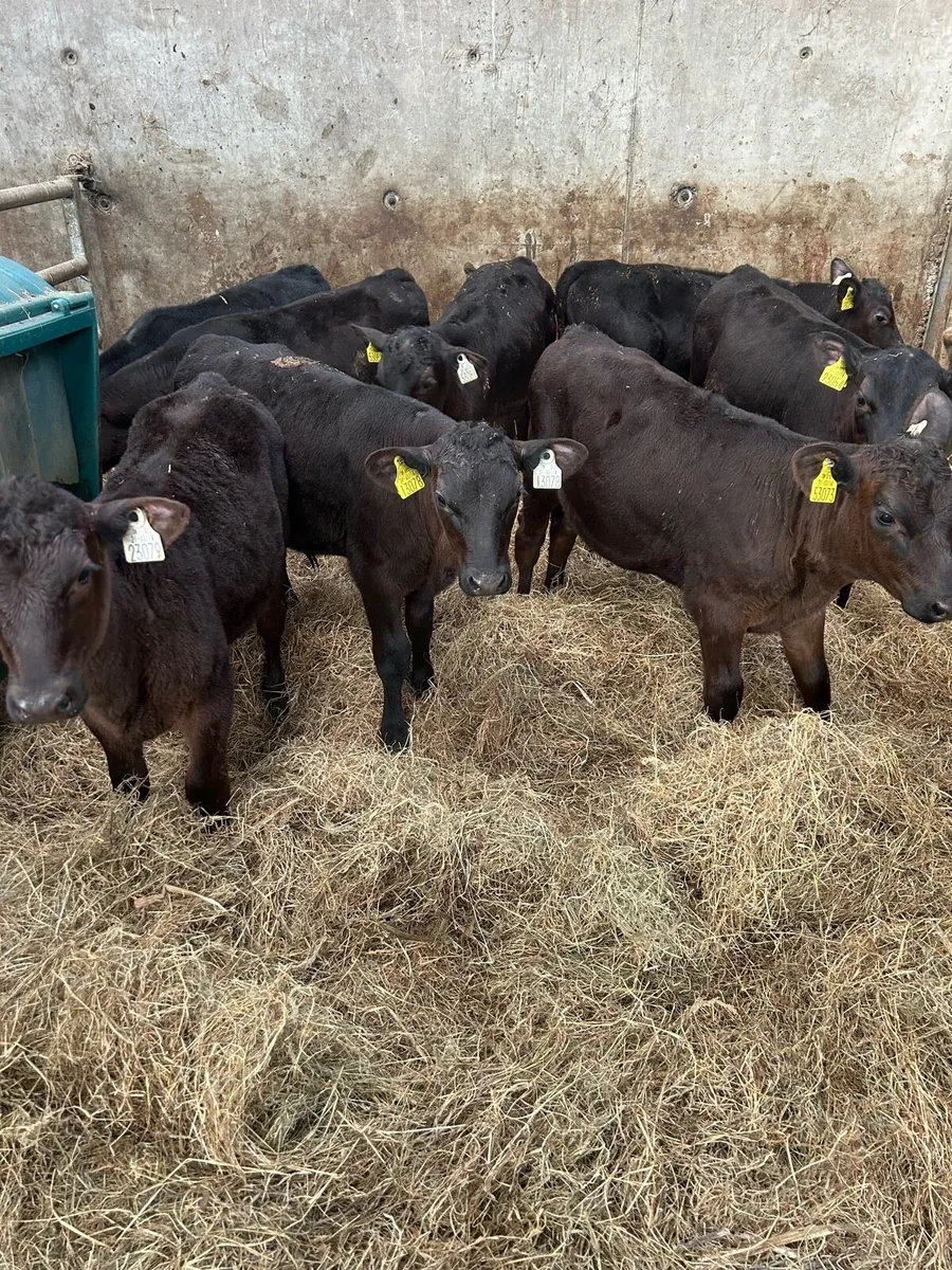 39 Angus Calves for Sale - Image 3