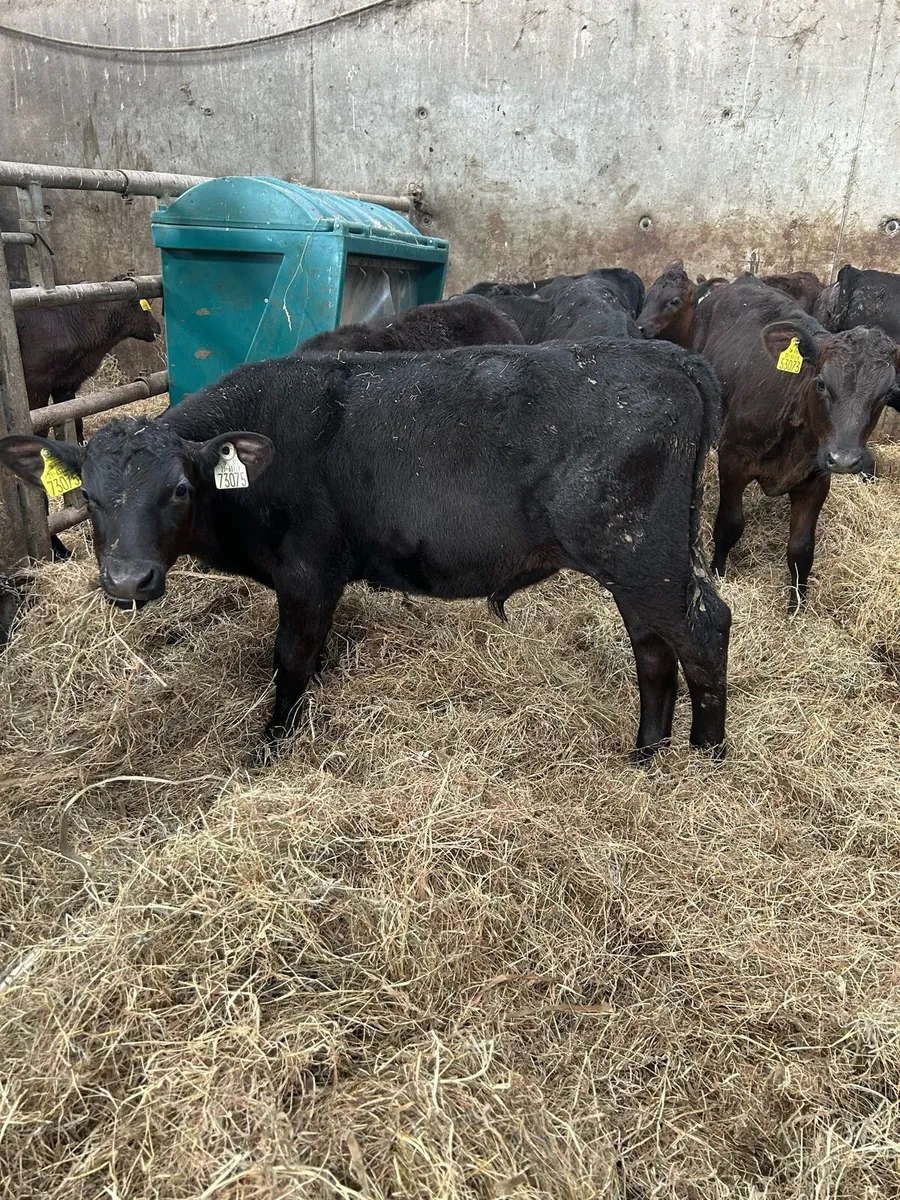 39 Angus Calves for Sale - Image 4