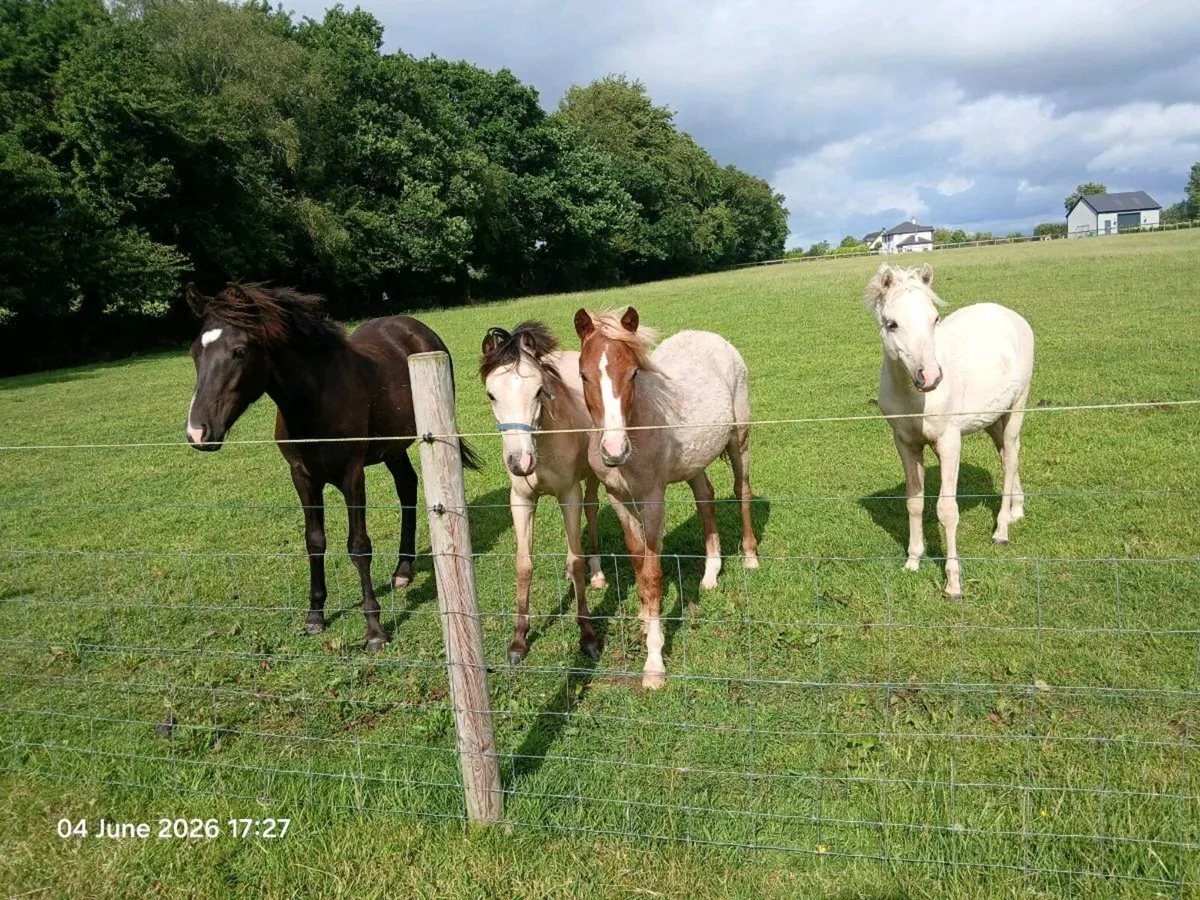 7 lovey yearling pony coltsb12hh-14.2hh - Image 1