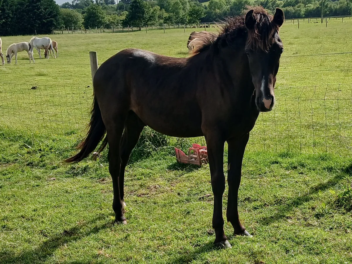 7 lovey yearling pony coltsb12hh-14.2hh - Image 2