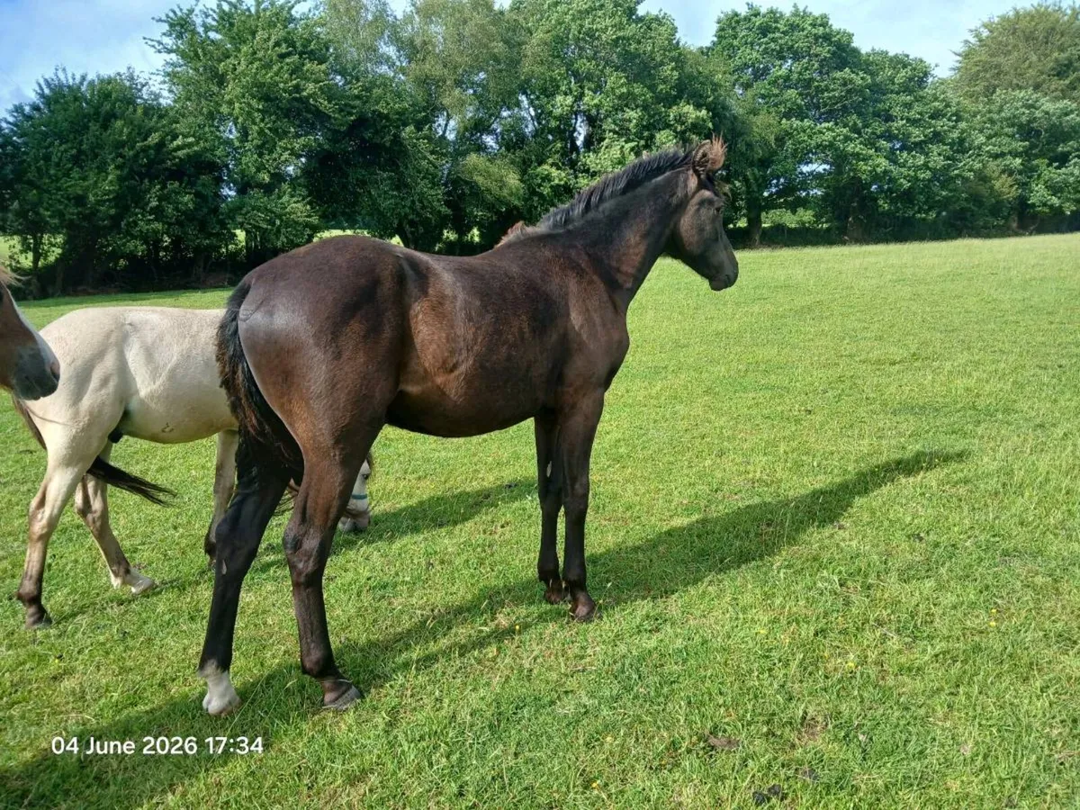 7 lovey yearling pony coltsb12hh-14.2hh - Image 3