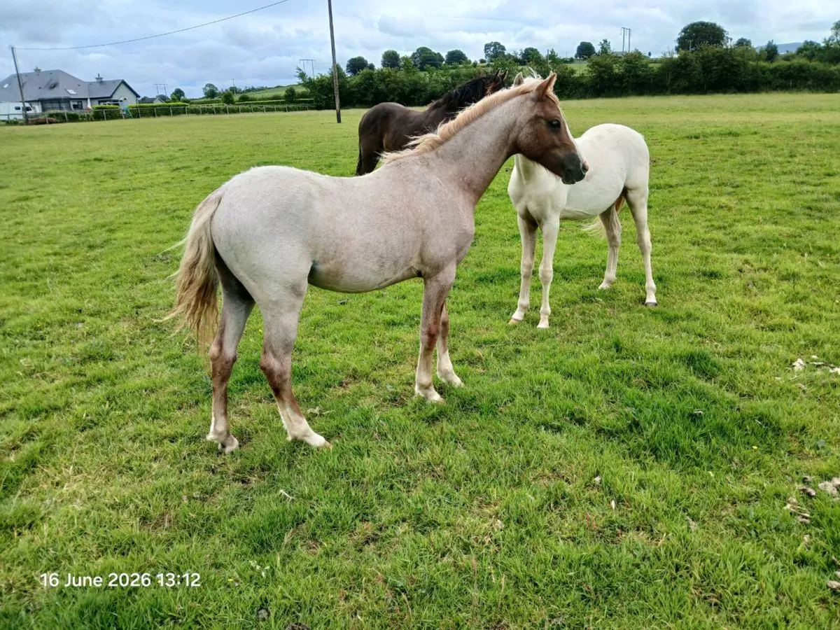 7 lovey yearling pony coltsb12hh-14.2hh - Image 4