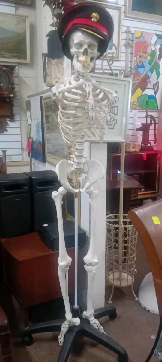 Anatomically Correct Skeleton No Arms - Image 1