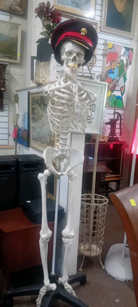 Anatomically Correct Skeleton No Arms - Image 2