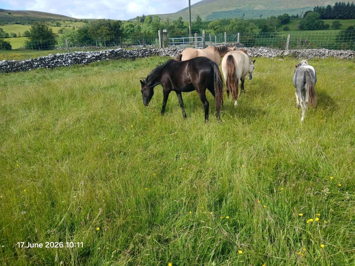 Yearling filly will make 12.2-13.1hh - Image 1
