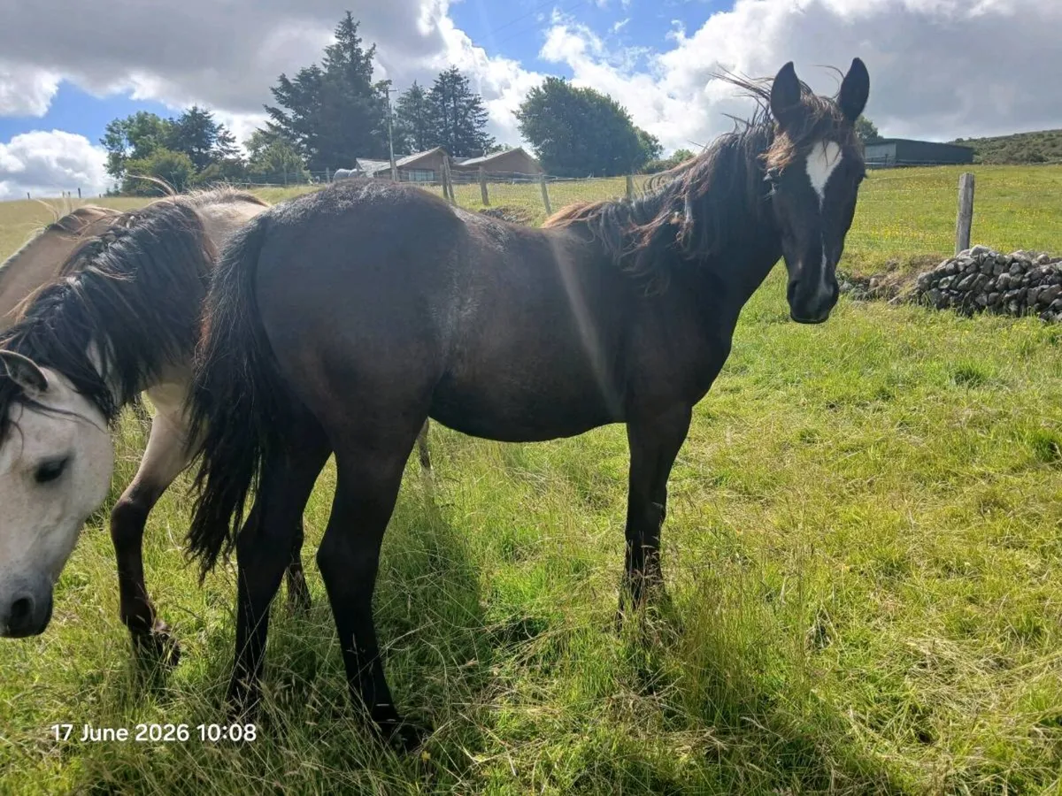 Yearling filly will make 12.2-13.1hh - Image 3