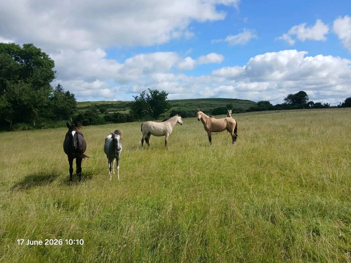Yearling filly will make 12.2-13.1hh - Image 2