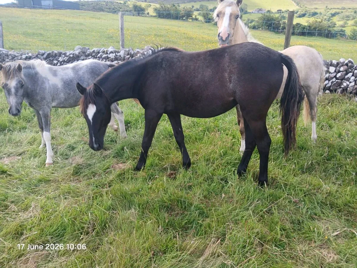 Yearling filly will make 12.2-13.1hh - Image 4