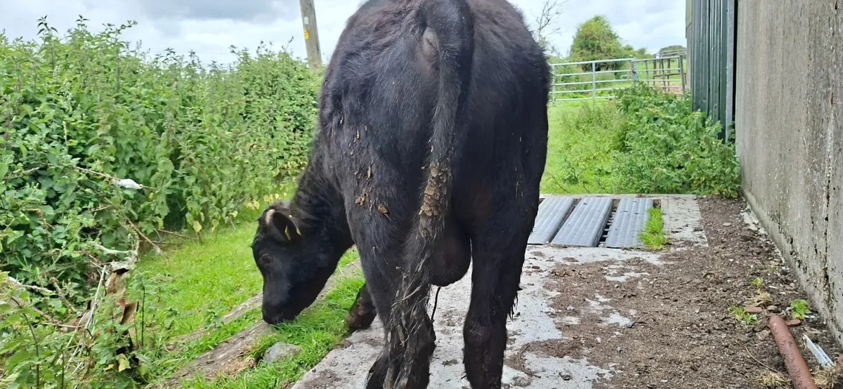 Dexter Bull Pure Bred - Image 1