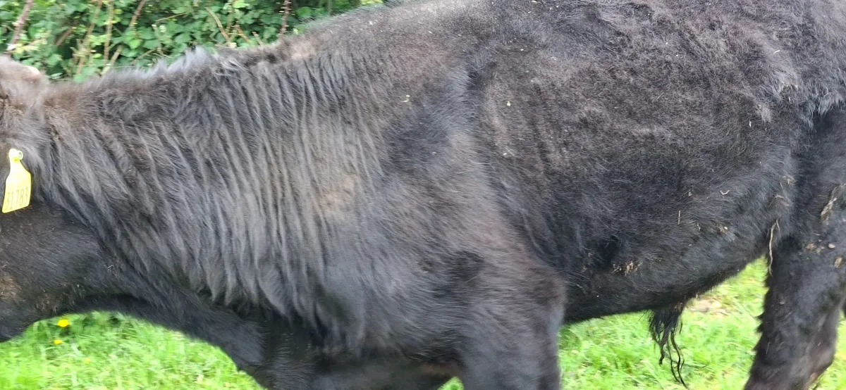 Dexter Bull Pure Bred - Image 2