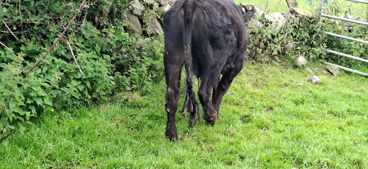 Dexter Bull Pure Bred - Image 3