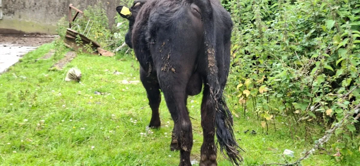Dexter Bull Pure Bred - Image 4