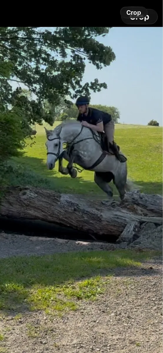 Connemara cross gelding - Image 1